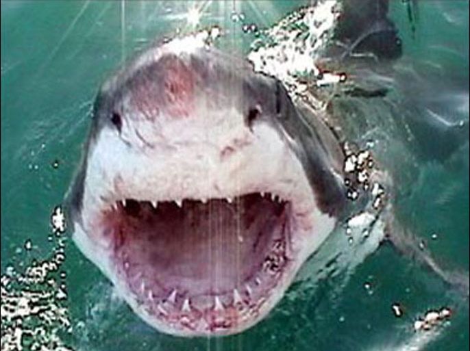سمك القرش الأبيض في جنوب أفريقيا