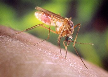 A Culex quinquefasciatus mosquito is shown in this undated photograph on a human finger. The Culex quinquefasciatus mosquito is proven to be a vector associated with transmission of the West Nile Virus. Officials at the Louisiana Department of Health announced on August 2, 2002 that four persons infected with the virus have died in Louisiana. NO SALES REUTERS/James Gathany/CDC/Handout
