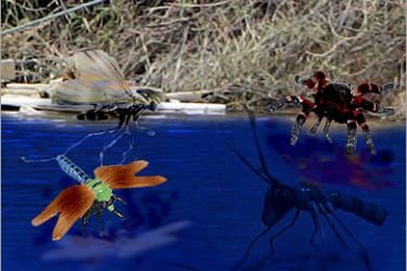 تصميم كيفية حركة الحشرات على سطح الماء