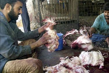 f_Pakistani vendors pluck feathers from the bodies of chickens at a shop in Karachi, 21
