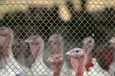 Turkeys are seen in a farm at Kibbutz Nahshon in centeral Israel 17 march 2006. Israel confirmed the deadly H5N1 bird flu strain had been found in thousands of poultry,