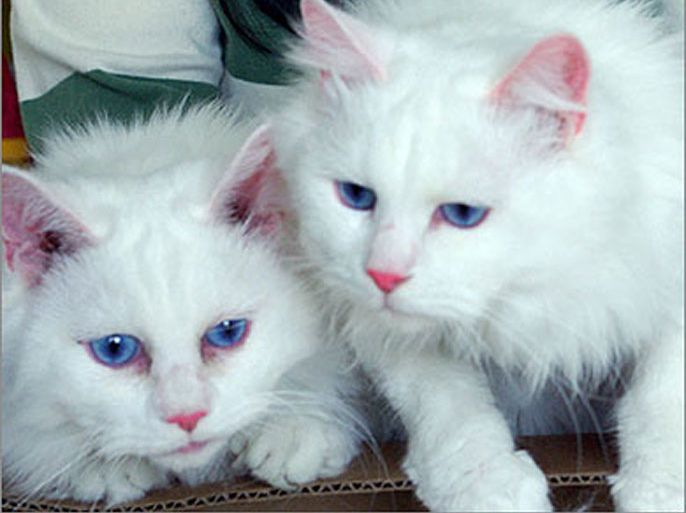 AFPThis handout photo released in Seoul, 12 December 2007, by the Ministry of Science and Technology shows cloned cats that have a fluorescence protein gene
