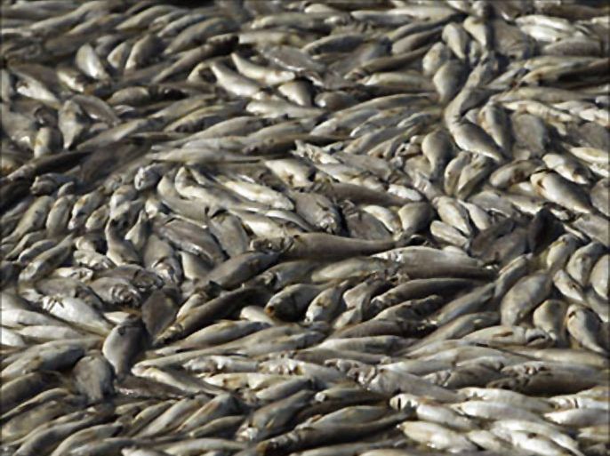 r_Dead fish are seen on a basket of a fish farm off a coast of Menidi village in the Amvrakikos Gulf, some 350Km northeast of Athens February 28, 2008. Local marine biologist Vangelis