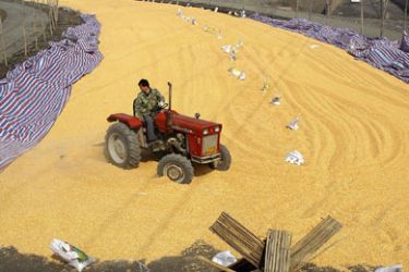 A farmer drives a tractor as he dries corn in Urumqi, Xinjiang Uygur Autonomous Region March 6, 2008. China's supply of grains and other agricultural goods took centre stage during