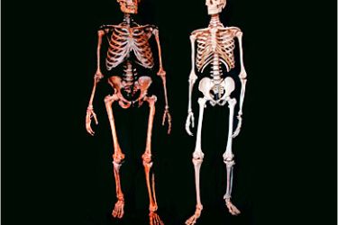 epa00777038 The undated picture of the Max-Planck-Institute shows the skeletons of a human (R) and of a Neanderthal in Leipzig, Germany, Thursday, 20 July 2006. The institute will give a joint press conference with the genome specialised company '454 Life Science' from Brandford, USA, to present