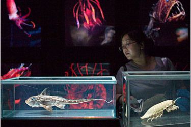 REUTERS / A visitor looks at a specimen of deep-sea rabbitfish (L), also known as Chimaera monstrosa, and giant deep-sea isopod, also known as Bathynomus giganteus, at"The Deep"