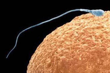 Chemical in sperm 'may slow ageing process'- ScreenShot