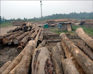 قطع الغابات في إندونيسيا تسبب بتداعيات بيئية خطيرة (الجزيرة-أرشيف)