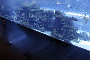 r : Dubai Mall's aquarium is seen after visitor's access was resumed in Dubai February 25, 2010. Dubai mall, one of the world's largest shopping centres and a symbol of Dubai's