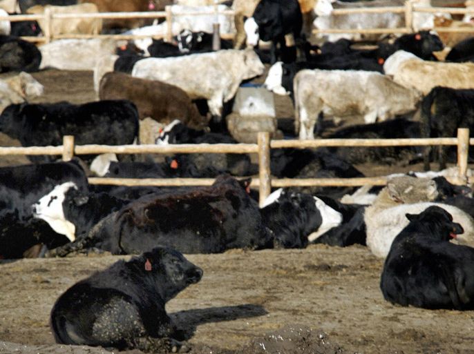 KERSEY, Colorado, UNITED STATES : (FILES): This December 29, 2003 file photo shows a group of cows standing in a feed lot prior to slaughter near Kersey, Colorado. Top beef exporter the United States revealed April 24, 2012 it had discovered a case of mad cow disease in California, prompting a scramble to reassure consumers at home and abroad. The US Department of Agriculture reported the country's fourth-ever case of bovine spongiform encephalopathy (BSE), but stressed the outbreak was contained and no meat has entered the food chain. AFP PHOTO / Files / Don EMMERT