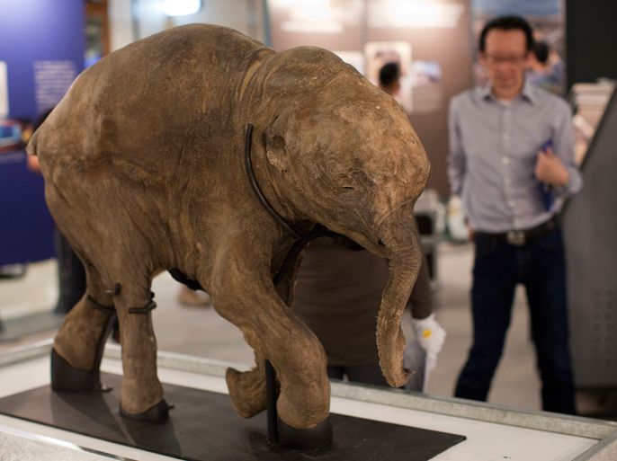 epa03178818 'Lyuba', a 42,000 year-old baby woolly mammoth is displayed in a shopping mall in Hong Kong, China, 11 April 2012. The frozen body of Lyuba was discovered in 2007 by reindeer herders in Siberia almost completely intact, only her toenails, tail and one ear are missing. It is established that Lyuba was just 32 days old when she died. She will be on display in the Two International Finance Center mall from 12 April to 05 May 2012. EPA