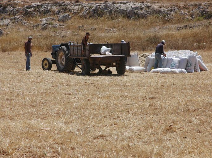 المزارعون يقومون بحراسة محاصيلهم وحمايتها وحصادها أيضا بشكل جماعات ويتصدون لاعتداءات المستوطنين كذلك - الجزيرة نت6