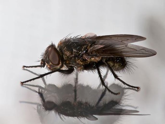 علماء يكتشفون أصغر ذبابة معروفة حتى الآن