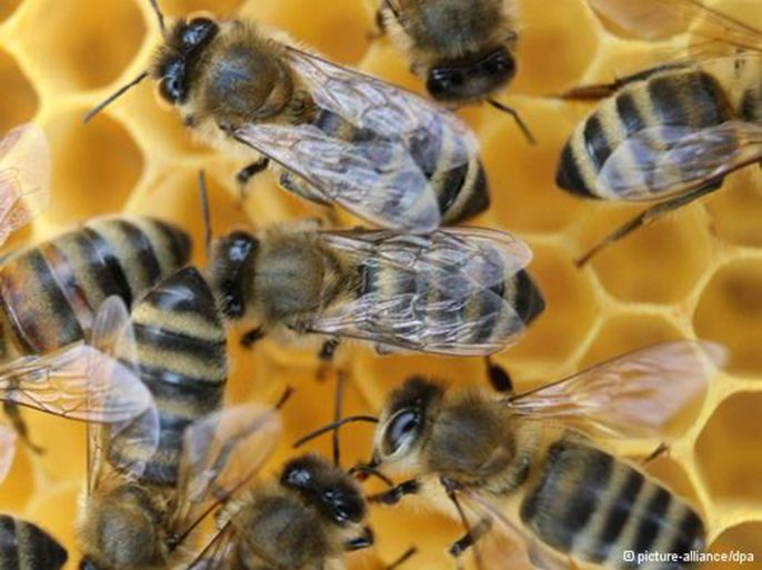 مخاوف من كارثة بيئية بسبب النفوق الجماعي لممالك النحل