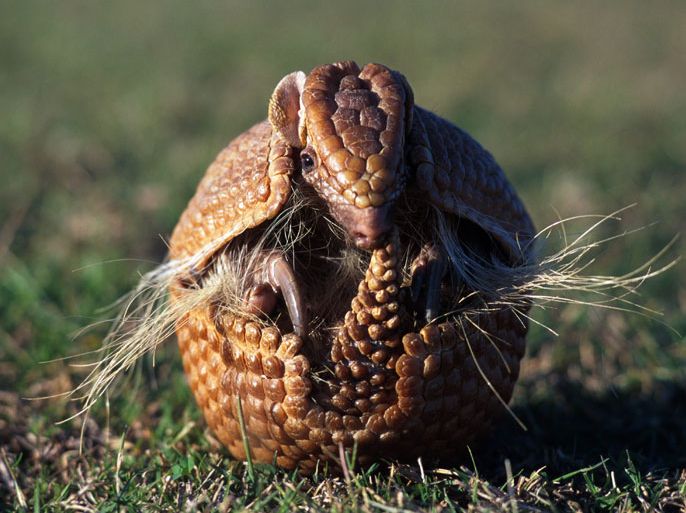 A handout undated picture released by A Caatinga NGO shows a Brazilian Three banded armadillo (Tolypeutes tricinctus), aka Tatu-Bola in Portuguese. The Tatu-Bola was chosen as the mascot of the FIFA World Cup Brazil 2014 and will be presented next September 16 during a television programme. AFP PHOTO/ Mark PAYNE-GILL/naturepl.com/A Caatinga