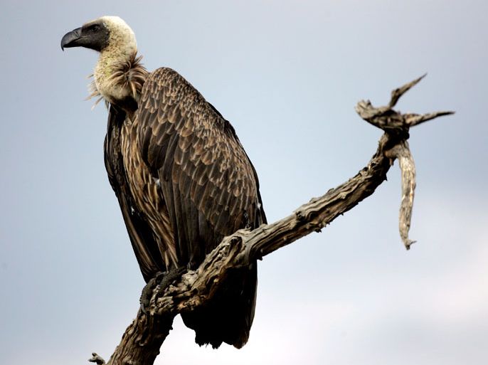A vulture sits on a branch from a dead tree in Masai Mara game reserve in Kenya, 21 August 2008. In August each year the ungainly wildebeest migrate in a vast ensemble north from the Serengeti plains in to Kenya's Masai Mara in search of fresh pasture, and return to the south around October. The Great Migration is one of the most impressive natural events worldwide, involving an immensity of herbibores: some 1,300,000 Wildebeest, 360,000 Thomson's Gazelle, and 191,000 Zebra. These numerous migrants are followed along their annual, circular route by a block of hungry predators, most notably lions and hyena. EPA/STEPHEN MORRISON