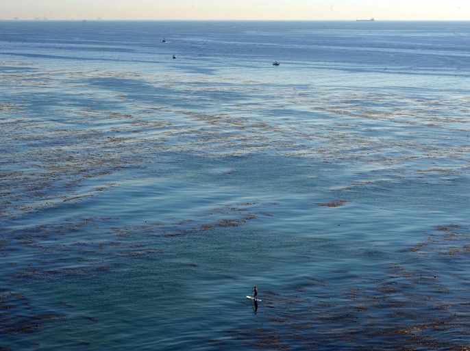 epa03012374 A paddle boarder rows his board as he makes his way through kelp beds off the coast of San Pedro, California, USA, 22 November 2011 on a clear and calm day on the Pacific Ocean. Paddle boarding is a popular past time in southern California. EPA/MICHAEL NELSON
