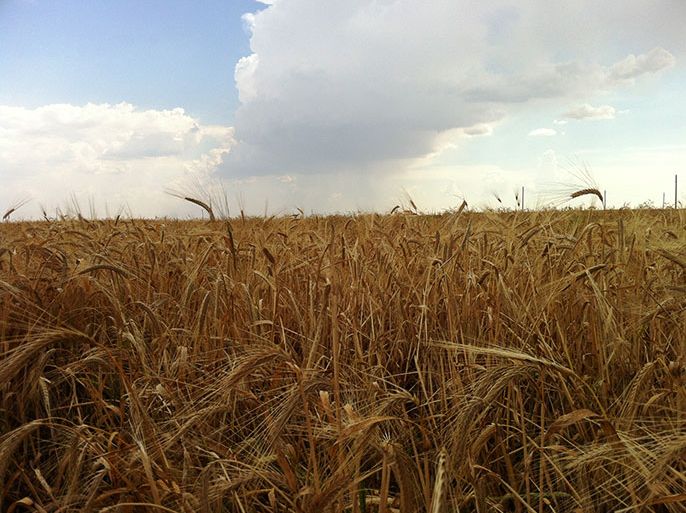 ( محاصيل سوريا) : زراعة الحبوب تمتد على مسافات واسعة شمالي سوريا