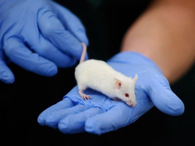 فئران مضيئة قد تساعد في حل لغز مرض السرطان