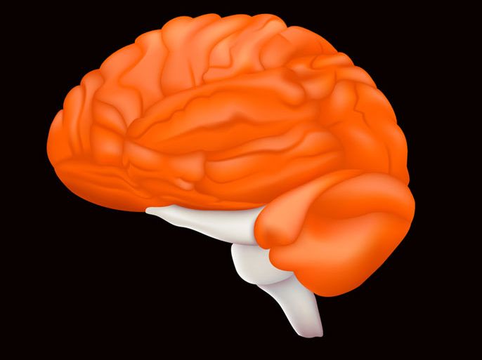 دماغ مخ brain عقل أعصاب nerve