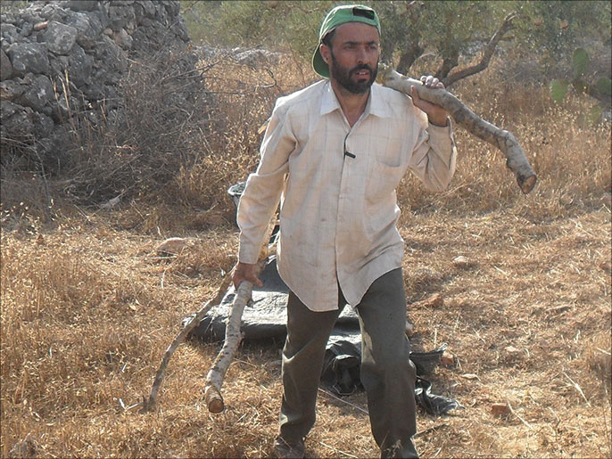 عبد السلام الجمل الناشط ضد الاستيطان بالقرية يحمل أشجار زيتونه المحطمة(الجزيرة نت)