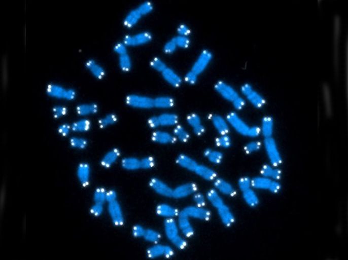 This undated image provided by the U.S. National Cancer Institute shows the 46 human chromosomes, where DNA resides and does its work. Each chromosome contains genes, but genes comprise only 2 percent of DNA. On Wednesday, Sept. 5, 2012, 500 scientists around the world reported their findings on the complex functions occurring in the rest of DNA, much of it involved in regulating genetic activity.