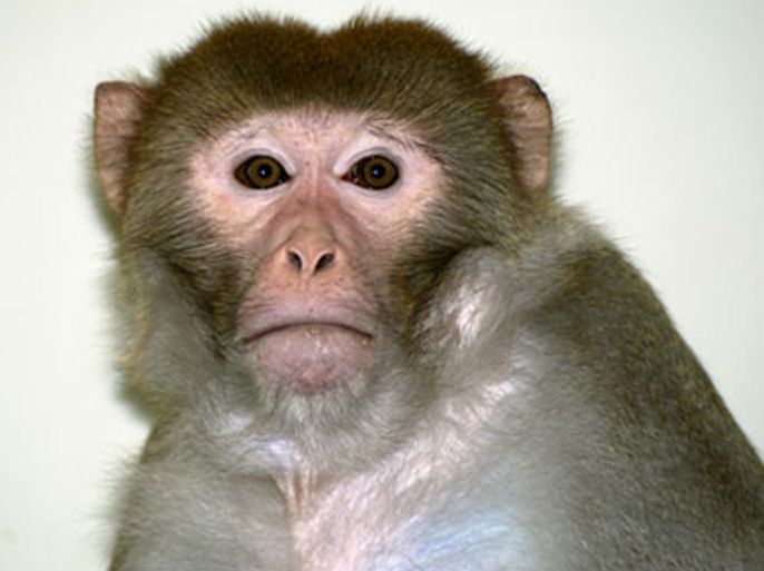 Semos, the monkey whose skin cells were used for embryonic cloning research, is shown in an undated handout photo at the Oregon Health & Science University’s Oregon National Primate Research Center in Hillsboro, Oregon. U.S