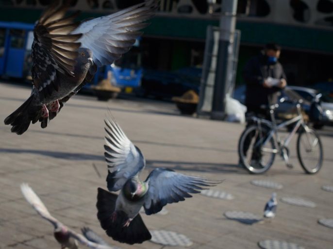 Pigeons fly across a square in Seoul on January 27, 2014. South Korea imposed a 12-hour lockdown on poultry farms in three provinces to curb a spreading bird flu outbreak, banning the movement of animals, people and vehicles. AFP PHOTO / Ed Jones