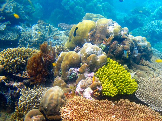 انقراض الشعاب المرجانية يهدد الحياة البحرية - تعليم العربية