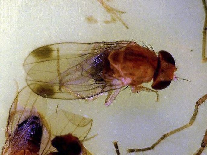 This photo provided by the University of Maine Cooperative Extension shows a spotted wing drosophila. Maine s wild blueberry growers are monitoring their fields for a harmful new fruit fly that arrived in the U.S. five years ago and poses a threat to the state s crop. With the blueberry harvest set to kick into gear later this week, growers have been watching out for the tiny spotted wing drosophila.