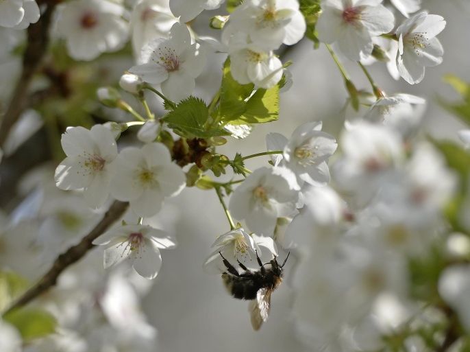 A bumblebee sits on a blossom on a sunny spring day in a park in Essen, western Germany, Wednesday, March 26, 2014. (AP Photo/Martin Meissner)