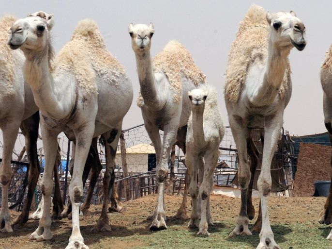 An Indian worker wears a mouth and nose mask as he leads camels at his farm on May 12, 2014 outside Riyadh. Saudi Arabia has urged its citizens and foreign workers to wear masks and gloves when dealing with camels to avoid spreading the Middle East Respiratory Syndrome (MERS) coronavirus as health experts said the animal was the likely source of the disease. AFP PHOTO/FAYEZ NURELDINE