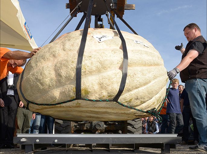 epa04443642 The pumpkin of Swiss garden architect Beni Meier, unseen, is being lifted on the scale during the official weighing at the 'European Championship in Pumpkin Weighing' in Ludwigsburg, Germany, 12 October 2014. The pumpkin weighs 1054 kilograms and breaks a new world record, according to officials. EPA