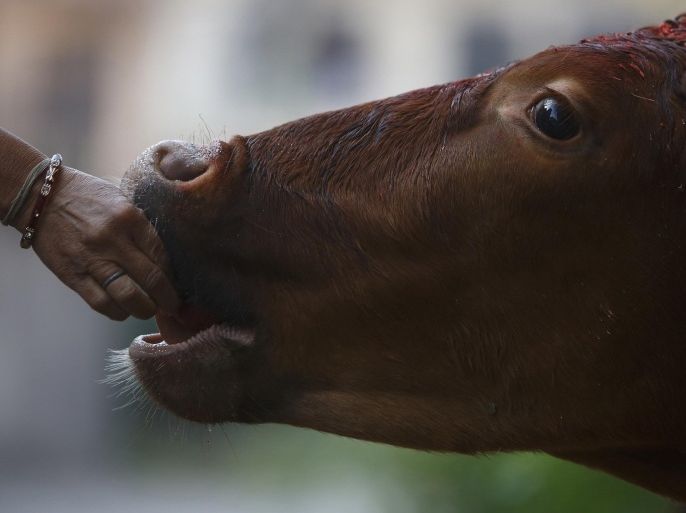A devotee offers food to a cow during a religious ceremony in Kathmandu, October 23, 2014. Hindus all over Nepal are celebrating the Tihar festival, also called Diwal,i during which they worship cows, which are considered a maternal figure, and other animals. Also known as the festival of lights, devotees also worship the goddess of wealth Laxmi by illuminating and decorating their homes using garlands, oil lamps, candles and colourful light bulbs. REUTERS/Navesh Chitrakar (NEPAL - Tags: RELIGION SOCIETY ANIMALS)