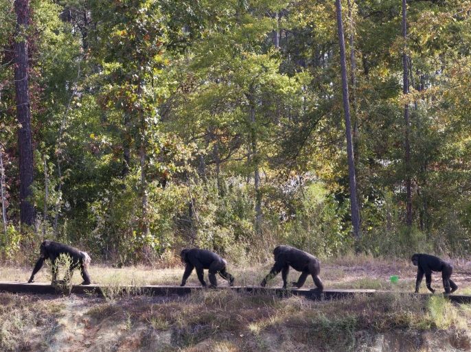 KEITHVILLE, LA - SEPTEMBER 30: Retired lab chimps walk in a line in their 5+ acre enclosure Chimp Haven, which is also The National Chimpanzee Sanctuary, on September 30, 2014 in Keithville, Louisiana. Retired lab chimps can live out their lives at this nonprofit, independent sanctuary that provides humane care for chimpanzees that have been used in biomedical research. The CHIMP act provides for 75% of the cost of their care from the US government, the other 25%, and the cost of construction, must be fund raised.
