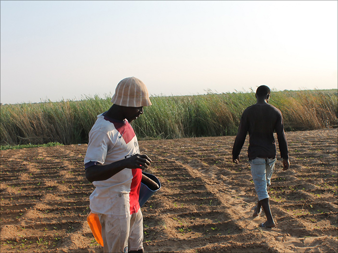 ‪الغيني ألاسان بايو يعمل مزارعا على نهر السنغال مع أنه لا يقيم بشكل شرعي‬ (الجزيرة)