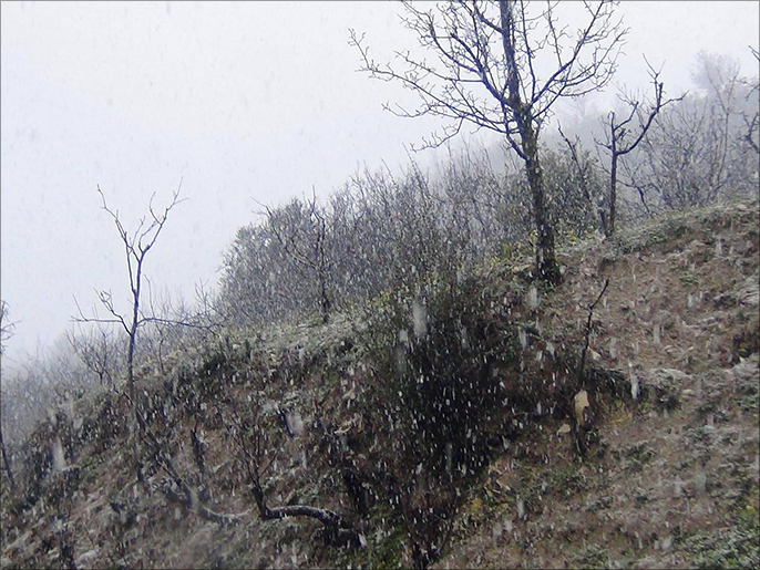 الثلوج تساقطت بغزارة على قرى ريف اللاذقية (الجزيرة نت)
