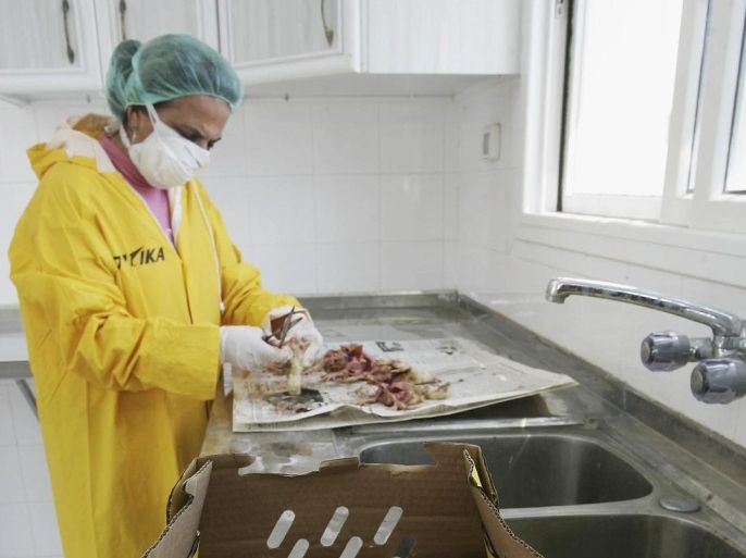 GAZA CITY, GAZA STRIP - FEBRUARY 23: Palestinian veterinary surgeon Maryam Khory dissects the carcass of a dead chick at the Veterinary Laboratory of the Agriculture Ministry on February 23, 2006 in Gaza City, Gaza Strip. Officials from the Palestinian Agriculture Ministry stated that their veterinarian laboratories were lacking in the instruments and other equipment needed to battle the threat of bird flu. The birds being tested were a selection of some 4,000 dead chicks discovered at the Al-Dirawi poultry farm in the al-Maghazi refugee camp. Avian Influenza (Bird Flu) was ruled out as the cause of death by the Palestinian Agriculture Ministry. ( Photo by Abid Katib/Getty Images)