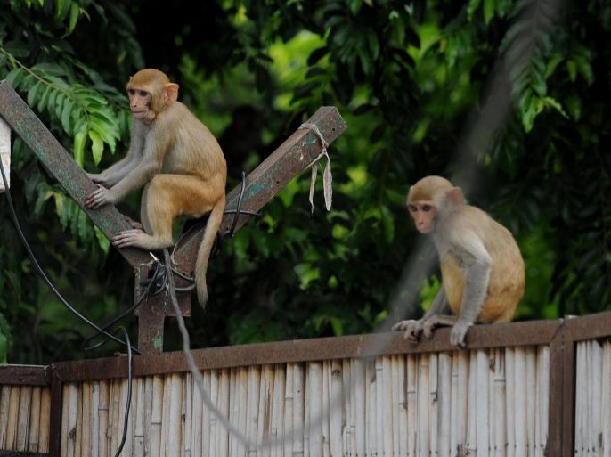 In this photograph taken on August 5, 2014, monkeys sit on a fence in the backyard of a home in New Delhi. The government has hired 40 'monkey wallahs', an Indian term that roughly translates as monkey men, who mimic the aggressive langur, the natural enemy of the smaller rhesus macaques who wreck havoc. AFP PHOTO / SAJJAD HUSSAIN