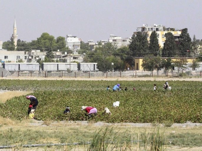 Farmers gather crops in Tel Abyad town on the Syrian-Turkish border, Raqqa countryside September 24, 2014. The town lies on the Syrian-Turkish border in Raqqa countryside, and forms a divided city with the Turkish town of Akcakale (seen in background), with a border crossing between the two towns that is currently closed, activists said. The activists further added that Tel Abyad town is a stronghold of the Islamic State. Picture taken September 24, 2014. REUTERS/Stringer (SYRIA - Tags: CONFLICT SOCIETY AGRICULTURE)