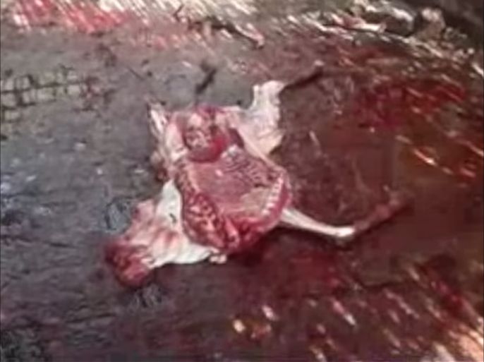 لقطة من الفيديو المتداول للمزرعة التي تم ضبط الحمير بها