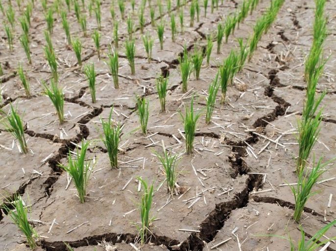 A rice paddy is parched and cracked from a long drought in Paju, north of Seoul, South Korea, 11 June 2015. A shortage of rainfall is feared to deal a blow to the country's crop farming. EPA/YONHAP SOUTH KOREA OUT