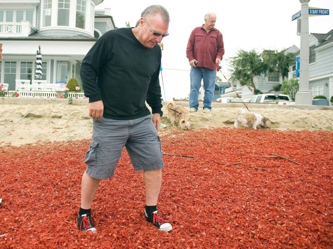 Gregg Adler steps gingerly through a blanket of crustaceans on Balboa Island in Newport Beach, Calif., while his fiancee Carrie Birkle, left, takes pictures Tuesday, June 16, 2015. Experts say the 1 to 3 inch long tuna crabs, which normally live off Mexico's Baja Peninsula, are going farther north because of the warm water that has lingered off Southern California for the past year. (Mindy Schauer/The Orange County Register via AP) MAGS OUT; LOS ANGELES TIMES OUT; MANDATORY CREDIT