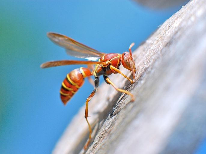 Close up side view of wasp clinging to side of wooden surface on sunny day