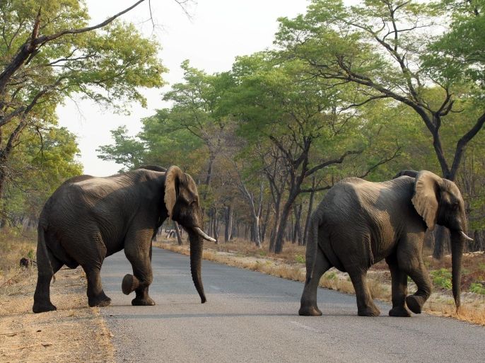 In this photo taken on Thursday, Oct. 1, 2015, elephants cross the road in Hwange National Park, about 700 kilometres south west of Harare. Fourteen elephants were poisoned by cyanide in Zimbabwe in three separate incidents, two years after poachers killed more than 200 elephants by poisoning, Zimbabwe’s National Parks and Wildlife Management Authority said Tuesday, Oct. 6, 2015. (AP Photo/Tsvangirayi Mukwazhi)