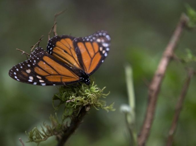 An ailing butterfly rests on a plant at the monarch butterfly reserve in Piedra Herrada, Mexico State, Mexico, Thursday, Nov. 12, 2015. The number of monarch butterflies reaching their wintering grounds in central Mexico this year may be three or four times higher than the previous year, authorities said Thursday. (AP Photo/Rebecca Blackwell)