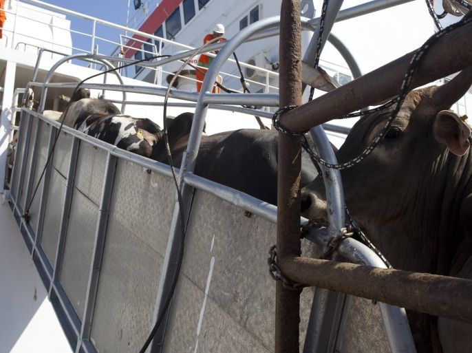 Cattle walk up a ramp onto a cargo ship for export, at Vila do Conde port in Barcarena, Para state, near the mouth of the Amazon river, October 8, 2013. With steps afoot to ease import restrictions, reported on March 18, 2014, Brazil and India are fighting to corner a bigger share of the Chinese beef market and fill the gap left by Australia, which could struggle to regain its foothold given lower pricing by some competitors. Picture taken October 8, 2013. REUTERS/Paulo Santos (BRAZIL - Tags: MARITIME ANIMALS BUSINESS ENVIRONMENT)
