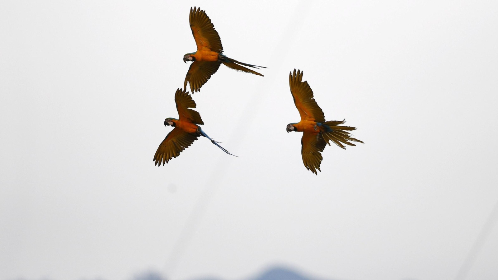 تمتلك الطيور جهاز تنفس فريدا مصمما ليتلاءم مع حاجتها أثناء الطيران (رويترز)