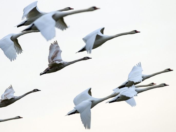Swans fly in the sky above Lietzen in the district of Maerkisch-Oberland, Germany, 03 January 2015. Currently, migratory birds like geese, swans or cranes can be observed searching for food on fields around eastern Brandenburg.