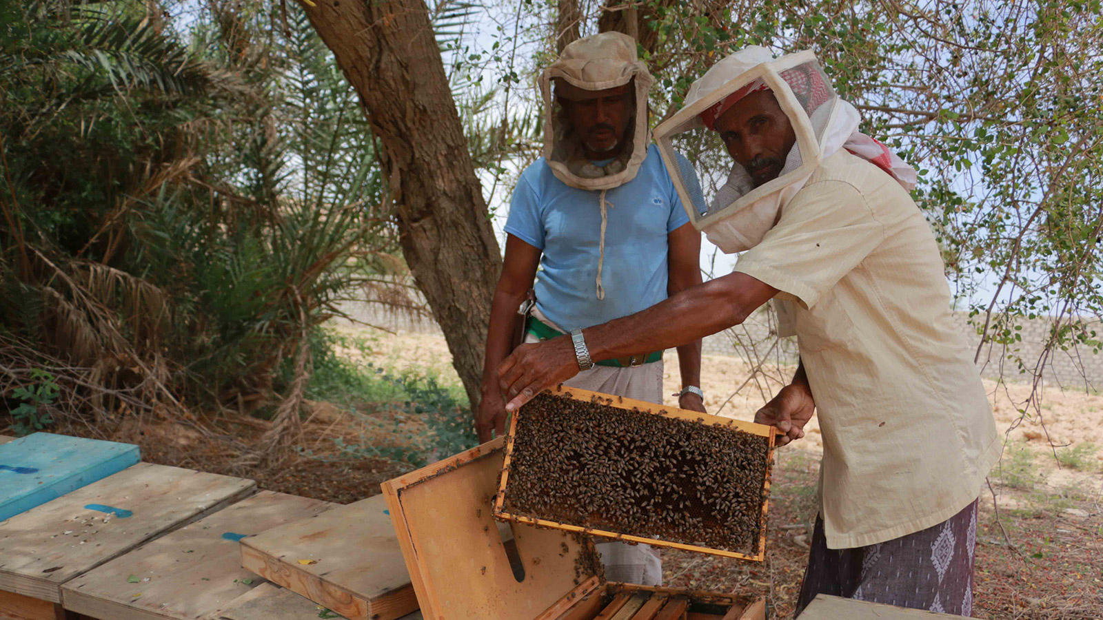 ‪تدني أسعار العسل جعلت النحالين في حضرموت لا يغطون حتى تكاليف الإنتاج‬  (الجزيرة)